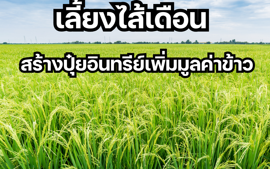 ในยุคที่กระแสเกษตรอินทรีย์มาแรง เกษตรกรไทยกำลังมองหาทางเลือกใหม่ๆ ในการเพิ่มผลผลิตข้าวอย่างยั่งยืน บทความนี้นำเสนอ "ปุ๋ยหมักมูลไส้เดือน" ทางเลือกที่ไม่เพียงช่วยเพิ่มธาตุอาหารในดินเท่านั้น แต่ยังช่วยปรับปรุงโครงสร้างดิน ทำให้ดินร่วนซุย อากาศถ่ายเทได้สะดวก เหมาะแก่การเจริญเติบโตของต้นข้าว นอกจากวิธีการเลี้ยงไส้เดือนอย่างถูกวิธีแล้ว บทความนี้ยังเผยเทคนิคการใช้ปุ๋ยหมักมูลไส้เดือนให้เกิดประโยชน์สูงสุด รวมถึงข้อควรระวังในการใช้งาน แล้วปุ๋ยหมักมูลไส้เดือนจะช่วยเพิ่มผลผลิตข้าวได้จริงหรือไม่? คำตอบรอคุณอยู่ในบทความนี้!