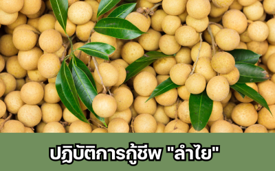 ปฏิบัติการกู้ชีพ “ลำไย” จากโรครากเน่า โคนเน่า ให้กลับมาออกผลดก