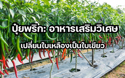 ปุ๋ยพริก: อาหารเสริมวิเศษ เปลี่ยนใบเหลืองเป็นใบเขียว