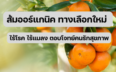 ส้มออร์แกนิค ทางเลือกใหม่ ไร้โรค ไร้แมลง ตอบโจทย์คนรักสุขภาพ