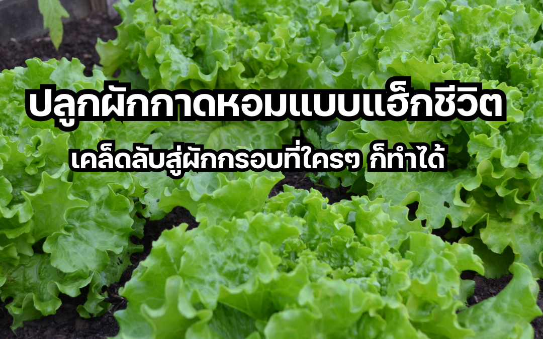 คุณใฝ่ฝันอยากลิ้มลองรสชาติสด กรอบ ของผักกาดหอมที่ปลูกเองบ้างไหม? หลายคนกังวลว่าการปลูกผักกาดหอมเป็นเรื่องยาก แต่จริงๆ แล้วไม่ยากอย่างที่คิด! บทความนี้นำเสนอเทคนิคปลูกผักกาดหอมแบบแฮ็กชีวิต ตั้งแต่การเตรียมดิน การเลือกเมล็ดพันธุ์ การเพาะกล้า การดูแลรักษา ไปจนถึงการเก็บเกี่ยว บอกเลยว่าเคล็ดลับเหล่านี้ทำตามได้ง่าย ใครๆ ก็สามารถเป็นเจ้าของแปลงผักกาดหอมสุดโปรดได้เองที่บ้าน อยากรู้วิธีปลูกผักกาดหอมแบบมือโปรแล้วใช่ไหม? คำตอบรอคุณอยู่ในบทความนี้!