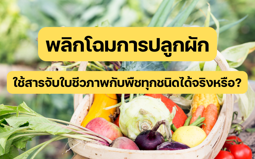 กังวลเรื่องสารพิษตกค้างในผักที่ซื้อมารับประทานอยู่ใช่ไหม? สารจับใบชีวภาพอาจเป็นคำตอบสำหรับการปลูกผักปลอดสารพิษที่บ้านของคุณ สารธรรมชาติเหล่านี้ไม่เพียงช่วยเพิ่มประสิทธิภาพการดูดซึมสารอาหารของพืช แต่ยังเป็นมิตรต่อสิ่งแวดล้อมและสุขภาพอีกด้วย แต่สารจับใบชีวภาพใช้ได้ผลกับพืชทุกชนิดจริงหรือ? แล้ววิธีการใช้ให้เกิดประโยชน์สูงสุดคืออะไร? ค้นพบคำตอบได้ในบทความนี้!