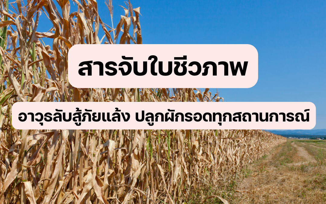 รู้หรือไม่ว่าภัยแล้งกำลังคุกคามผลผลิตทางการเกษตรอย่างรุนแรง? สารจับใบชีวภาพคืออาวุธลับที่จะช่วยให้พืชผักของคุณรอดพ้นจากวิกฤตนี้ได้ ด้วยคุณสมบัติพิเศษในการลดการสูญเสียน้ำและเพิ่มประสิทธิภาพการดูดซึมสารอาหาร สารจับใบชีวภาพจึงเป็นทางเลือกที่ปลอดภัยและยั่งยืนสำหรับเกษตรกรยุคใหม่ อยากรู้ว่าสารจับใบชีวภาพทำงานอย่างไรและมีประโยชน์อย่างไรบ้าง? ค้นพบคำตอบได้ในบทความนี้!