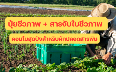 ปุ๋ยชีวภาพ + สารจับใบชีวภาพ: คอมโบสุดปังสำหรับผักปลอดสารพิษ