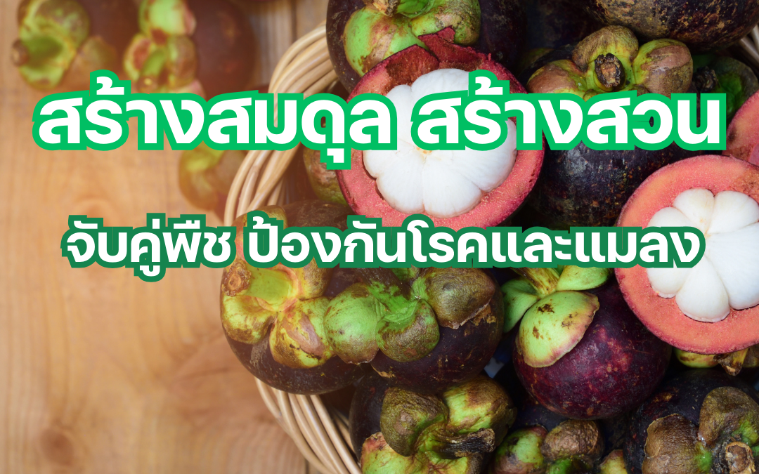 สวนมังคุดที่อุดมสมบูรณ์ไม่ใช่เพียงแค่ความฝัน! บทความนี้เผยเคล็ดลับสู่ความสำเร็จ เริ่มตั้งแต่การสร้างระบบนิเวศน์ในสวนให้แข็งแกร่งด้วยการจับคู่พืช ป้องกันโรคและแมลงศัตรูพืชอย่างมีประสิทธิภาพด้วยวิธีธรรมชาติและเทคโนโลยี ไปจนถึงเทคนิคการดูแลมังคุดอย่างยั่งยืน ปลดล็อกศักยภาพสวนมังคุด และก้าวสู่เกษตรกรยุคใหม่ที่ใส่ใจทั้งผลผลิตและสิ่งแวดล้อม พร้อมค้นพบคำตอบสู่สวนมังคุดในฝัน คลิกอ่านเลย!