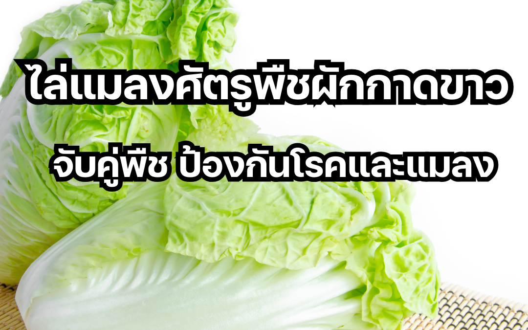 คุณเบื่อกับปัญหาแมลงศัตรูพืชที่คอยมากัดกินผักกาดขาวแสนอร่อยของคุณหรือไม่? บทความนี้นำเสนอทางเลือกใหม่ในการกำจัดแมลงศัตรูพืชอย่างปลอดภัย ไร้สารเคมีตกค้าง ด้วยสูตรเด็ดปุ๋ยอินทรีย์จากธรรมชาติที่จะช่วยทั้งไล่แมลงและบำรุงดินไปพร้อมๆ กัน อยากรู้วิธีปลูกผักกาดขาวแบบปลอดสารพิษให้ได้ผลผลิตงามๆ ทำอย่างไร? คำตอบอยู่ในบทความนี้แล้ว!